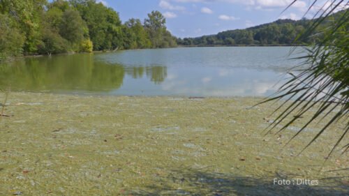 Grüner Aalkistensee