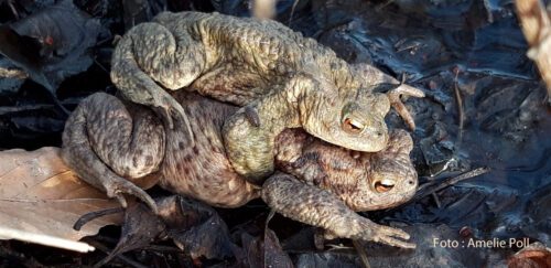 Bitte Rücksicht nehmen auf Amphibien und ihre Helfer und Helferinnen