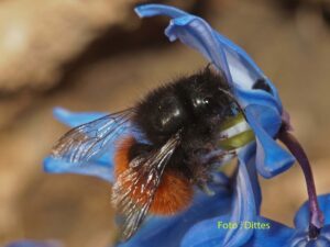 Weltbienentag – Unersetzliche Bestäuber benötigen Hilfe