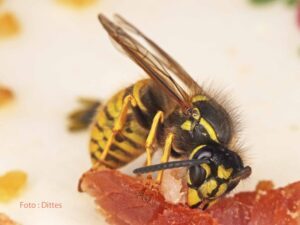 Umgang mit Wespen: BUND-Tipps für die friedliche Co-Existenz