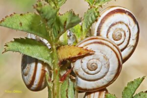 Flucht vor Hitze und Trockenheit
