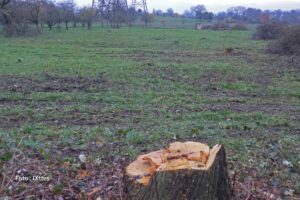 Streuobstwiese trotz gesetzlichem Schutz gerodet