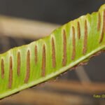 Sporen des Hirschzungenfarns