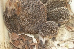 Der Igel ist Tier des Jahres 2024 – Wie können wir ihm helfen?
