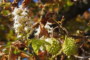 Am Seedamm : Kastanienblüte im September