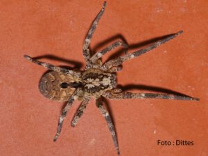 Kräuseljagdspinne breitet sich in Bretten aus