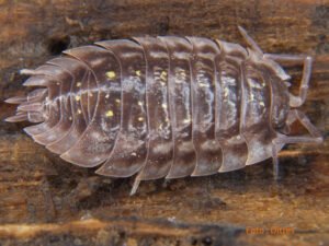 Die Mauerassel (Oniscus asellus)