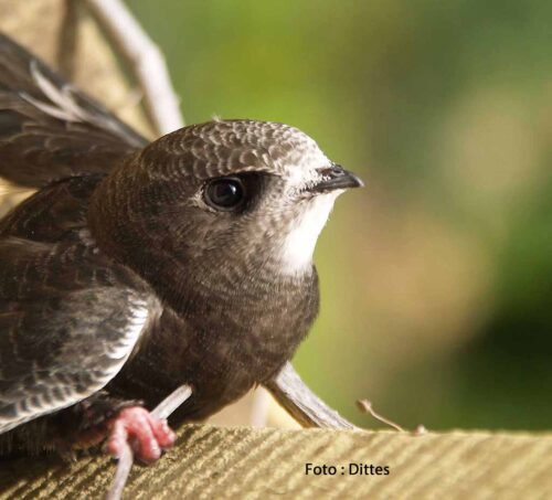 Mauersegler (Apus apus)