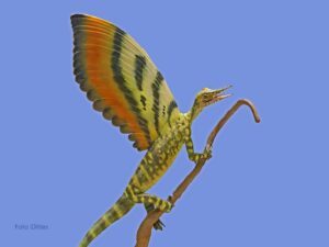 Mirasaura grauvogeli