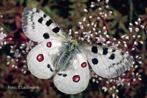 Der Mosel-Apollofalter  – Schmetterling des Jahres 2024