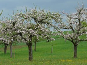 Streuobstwiesen sind jetzt  „Immaterielles Kulturerbe“