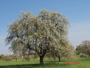 Vortrag des BUND : Lebensraum Streuobstwiese