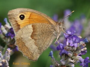 Der Lavendel –  Arzneipflanze 2020