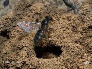 Wildbienen: Tausend Königinnen warten auf den Frühling