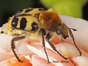 Pinselkäfer – Schmuckstücke der Gärten