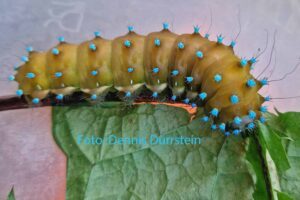 Raupe Wiener Nachtpfauenauge