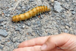 Gesucht: Raupe des Wiener Nachtpfauenauges