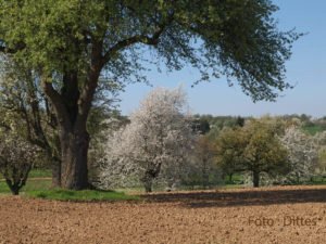 Vortrag: Lebensraum Streuobstwiese