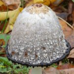 Der Schopf-Tintling