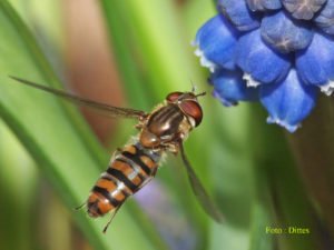 INSEKTENATLAS