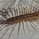 Gesucht : Scutigera coleoptrata (Spinnenassel)