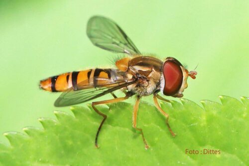 Die Winterschwebfliege – ein „Zugvogel“ und nützlicher Helfer im Garten