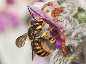 VHS-Kurs : Wildbienen im Hausgarten