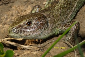 Die Zauneidechse : Reptil des Jahres 2020