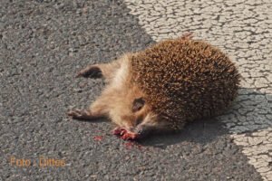 Landschaftszerschneidung hat gravierende Folgen